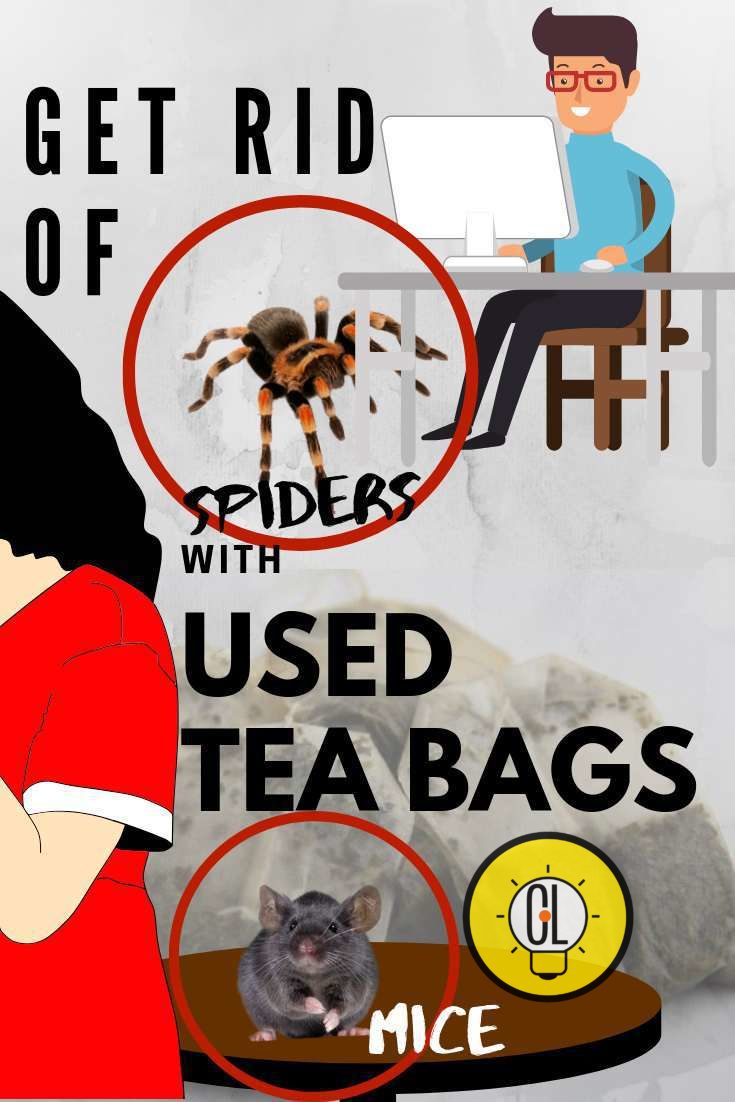 GET RID OF MICE AND SPIDERS USING USED TEA BAGS