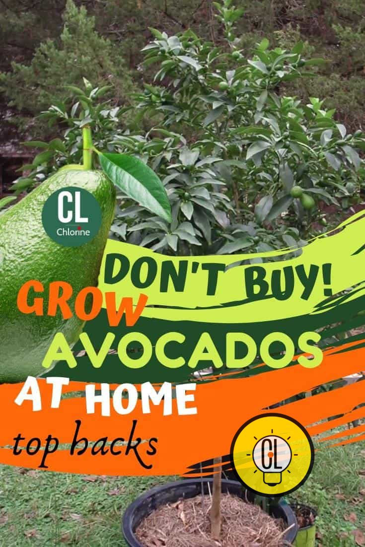 best practices to grow avocados at home from seed