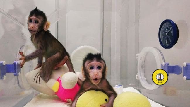 chinese scientists genetically modify monkeys brians