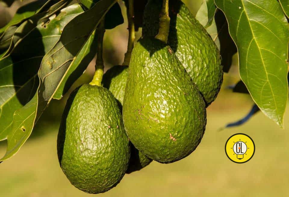 grow avocado from seed at home