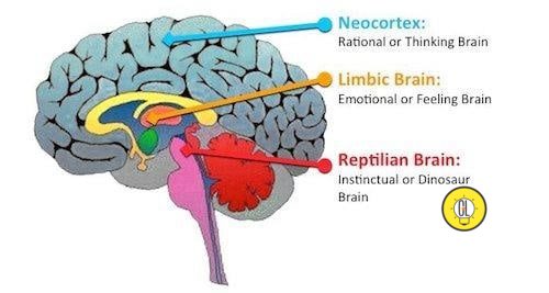 neocortex in mammals