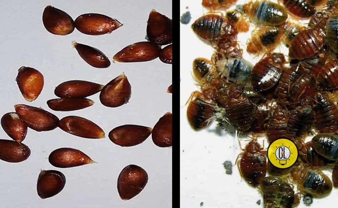 bedbugs get rid of them permanently