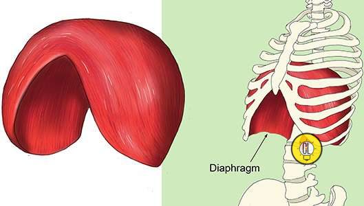 hiccups and diaphram