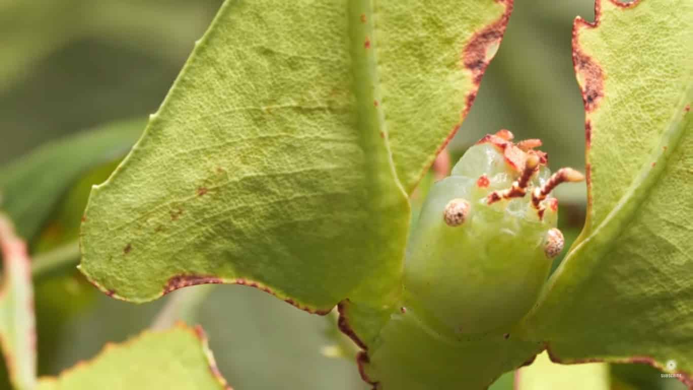 leaf insect camouflage
