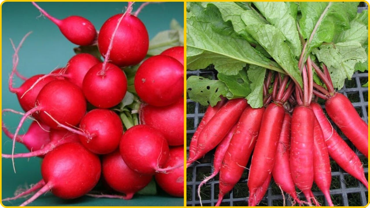 hot radish for a stuffy nose nasal congestion