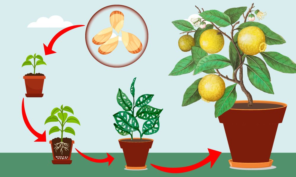 grow lemon tree from seed at home