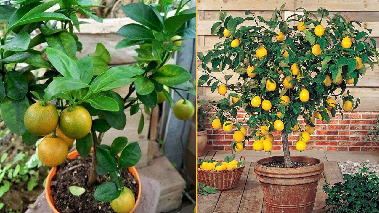 lemon plant in a pot