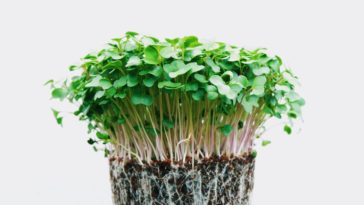microgreens health benefits how to grow microgreens at home