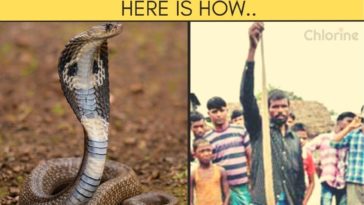 nepalese farmer survies snake bite bites back the snake