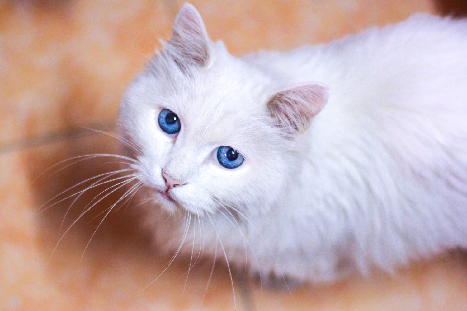 white cats with blue eyes hearing loss
