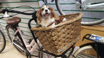 best dog bike basket