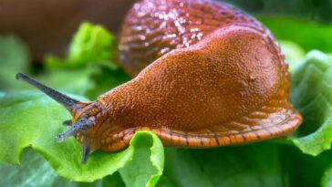 Garden Snails Pests or Not How to Protect Plants From Pest