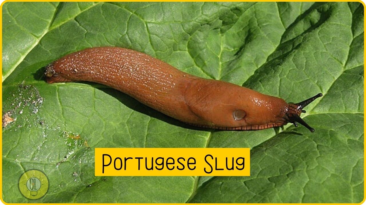how to get rid of pest snails slugs Portuguese slug