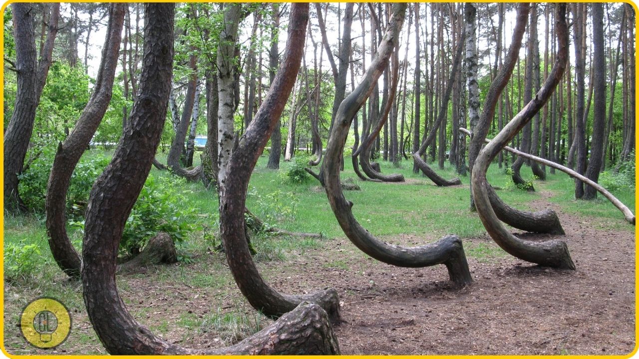 Crooked Forest, Poland weird places to see