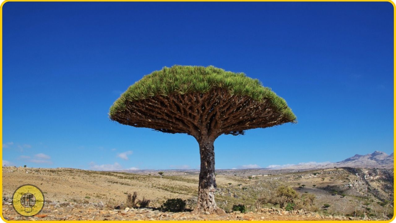 Socotra Island, Yemen weird places on earth