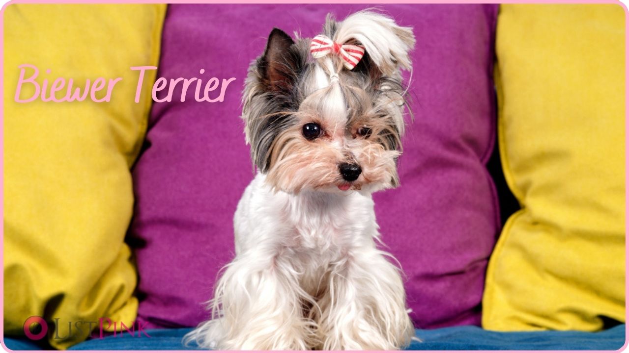Biewer Terrier for indoors