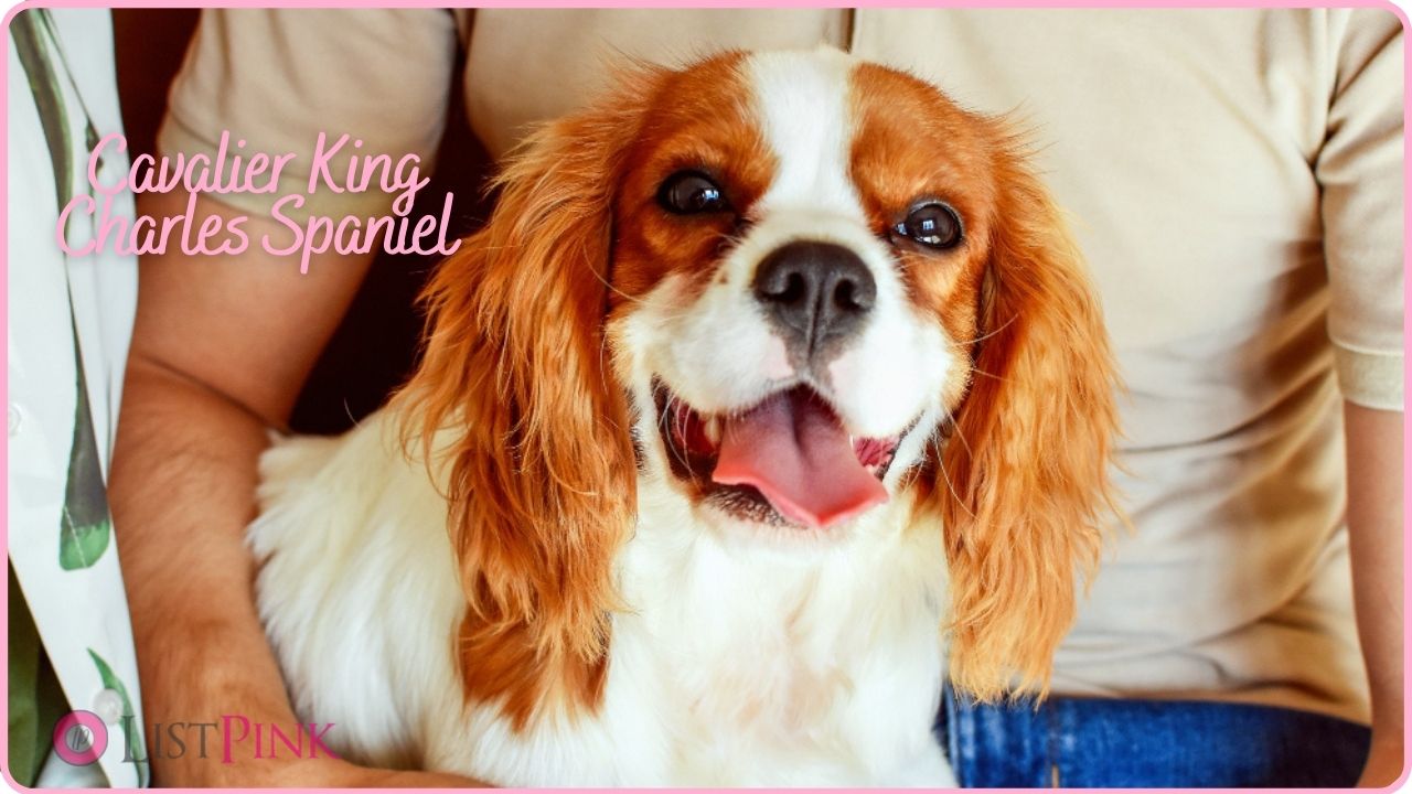Cavalier King Charles Spaniel dog characteristics