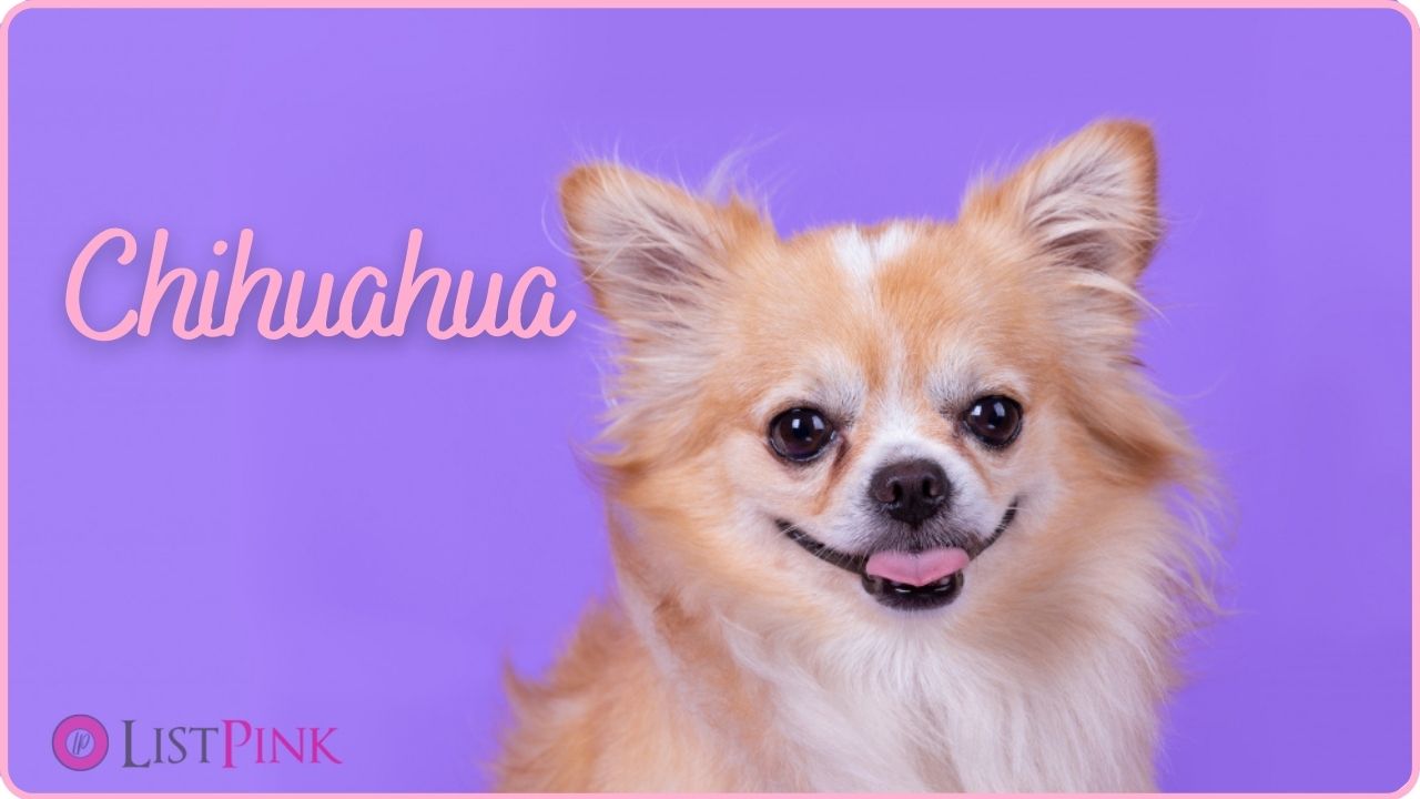 Chihuahua characteristics