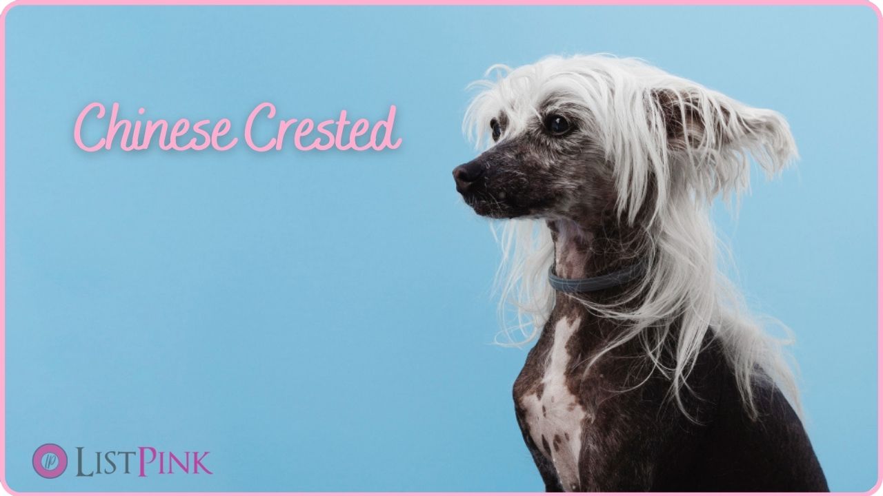 Chinese Crested characteristics