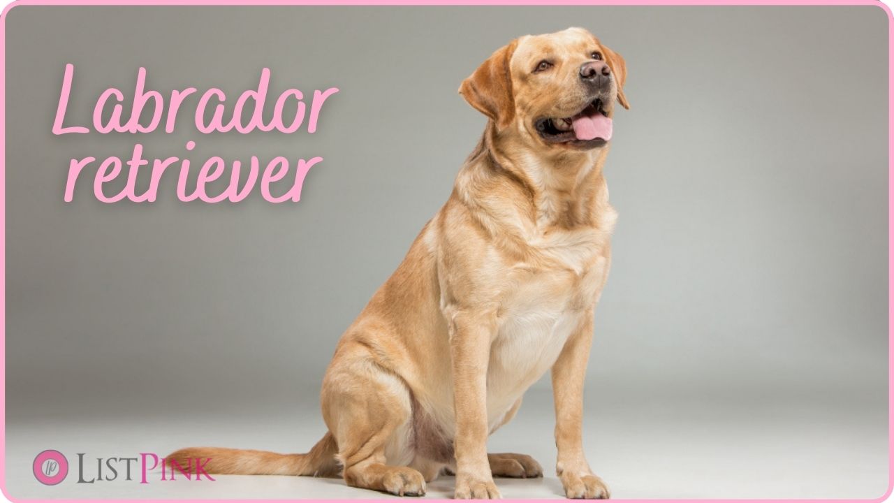 Labrador Retriever dogs for apartments