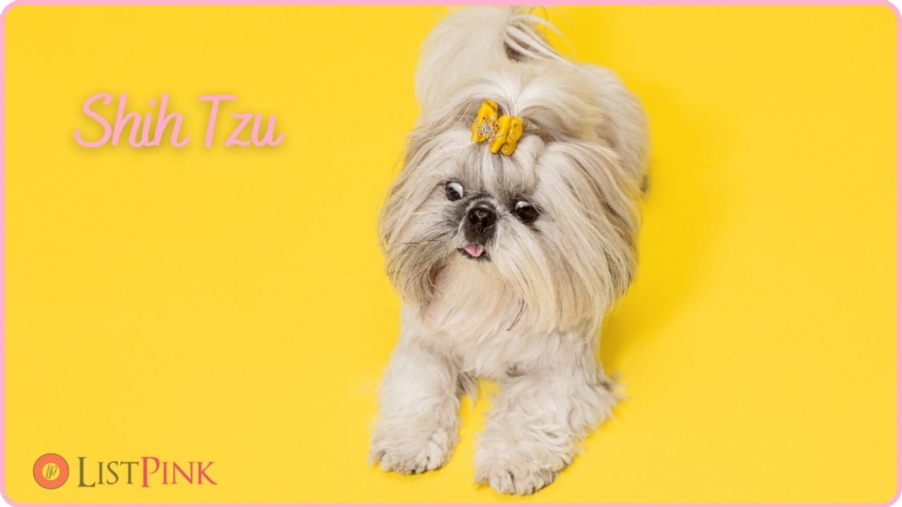 Shih Tzu for apartment and family