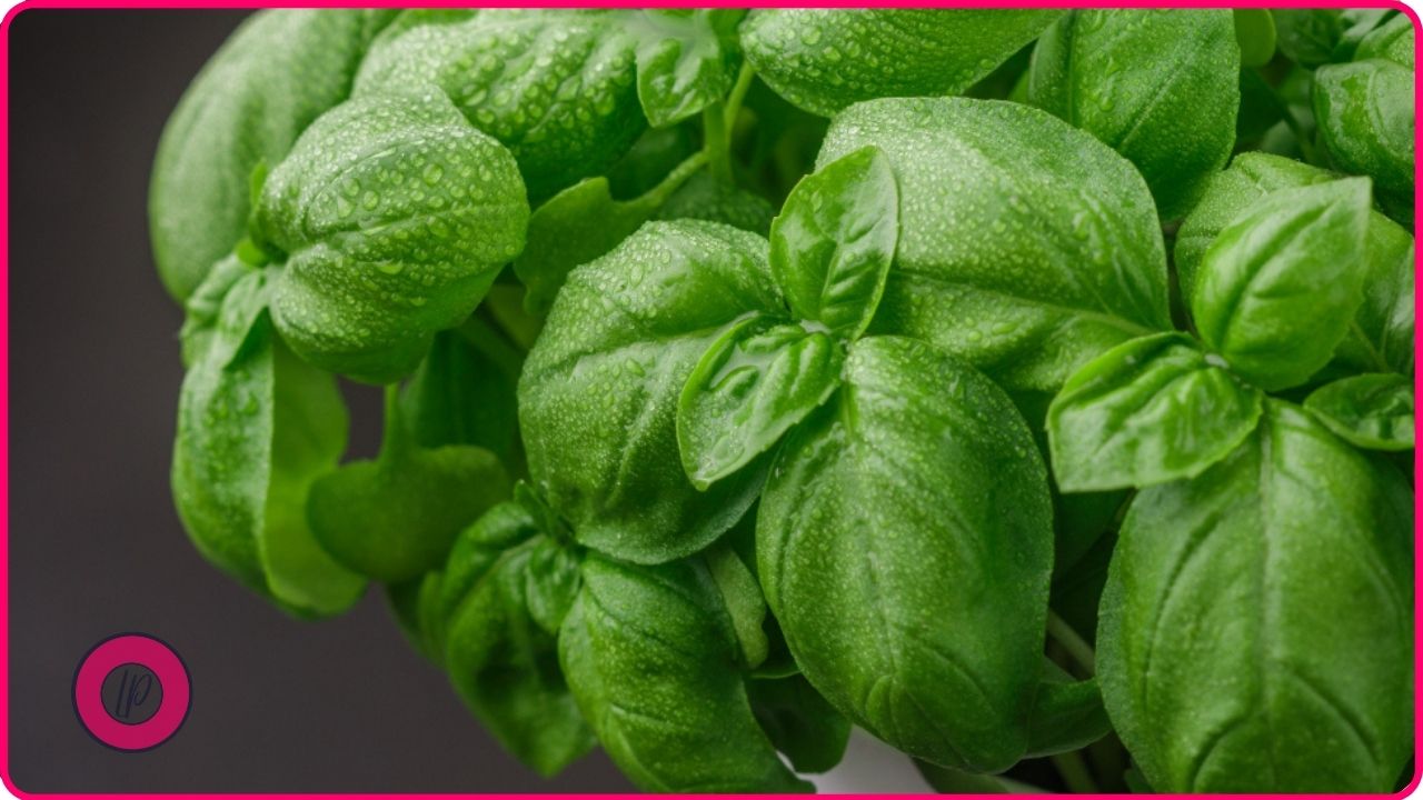 basil to keep insects away