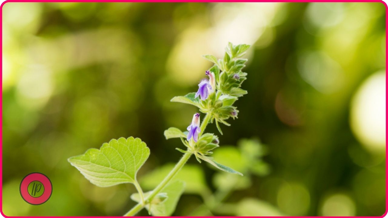 herbs that repel mosquitoes