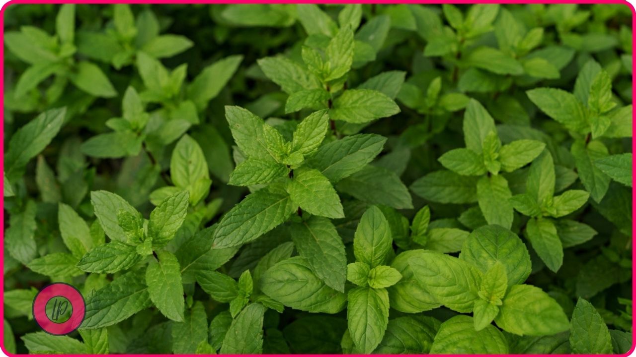 mint to repel garden bugs