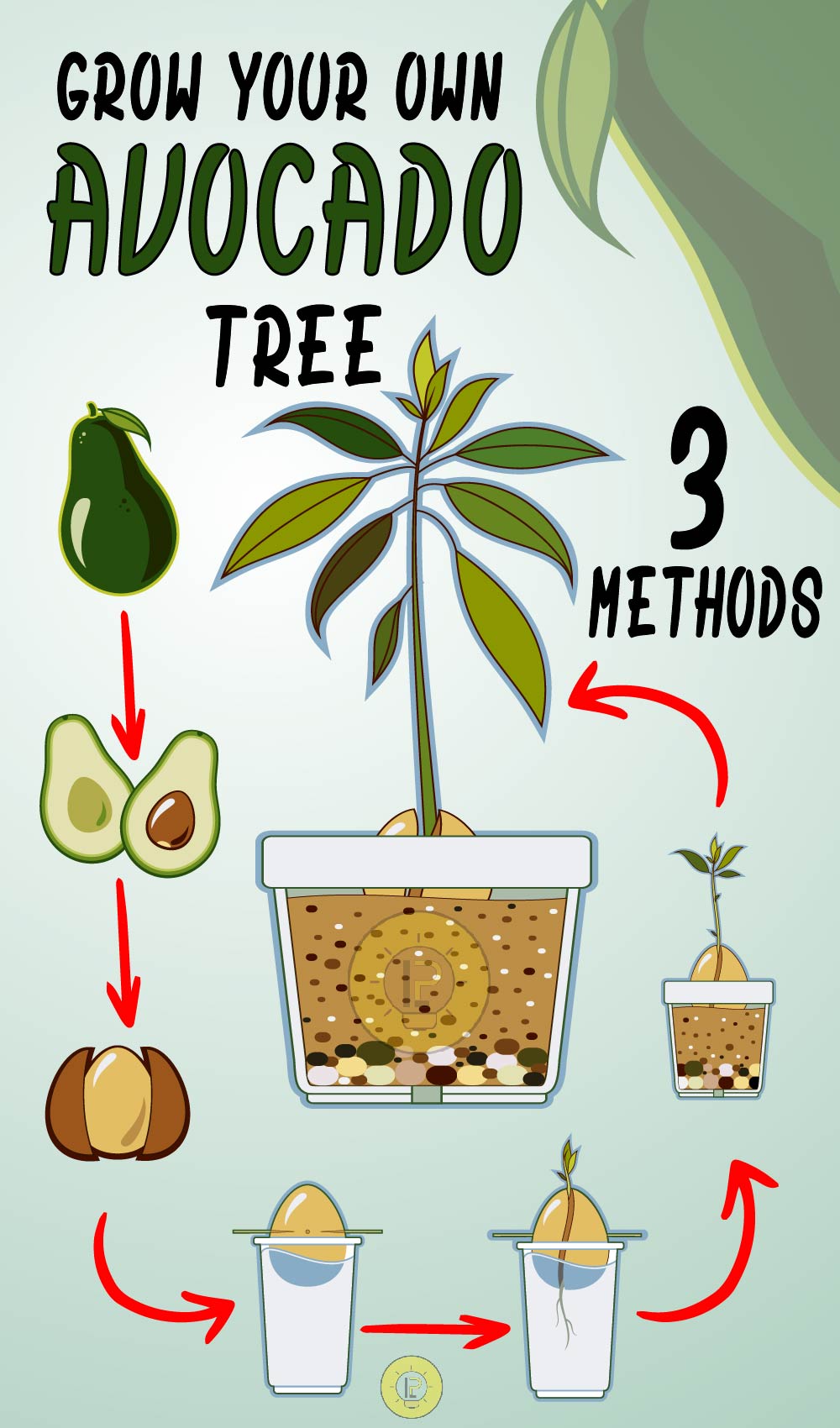 HOW TO GROW YOUR OWN AVOCADO TREE 01