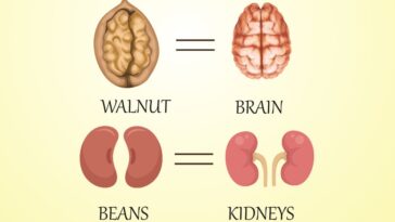 Why Do Walnuts Resemble Brain Beans Look Like Kidneys