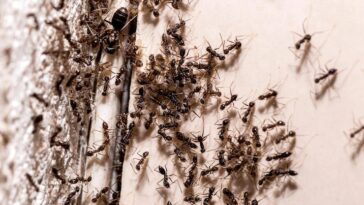 Home Remedies to Getting Rid of Ants No Harmful Chemicals