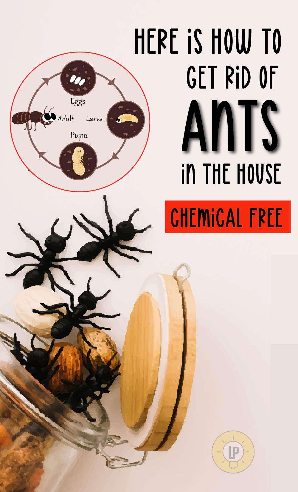 how to get rid of ants in the house 01