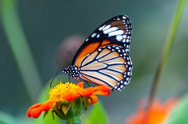 how to attract more butterflies to your garden this summer