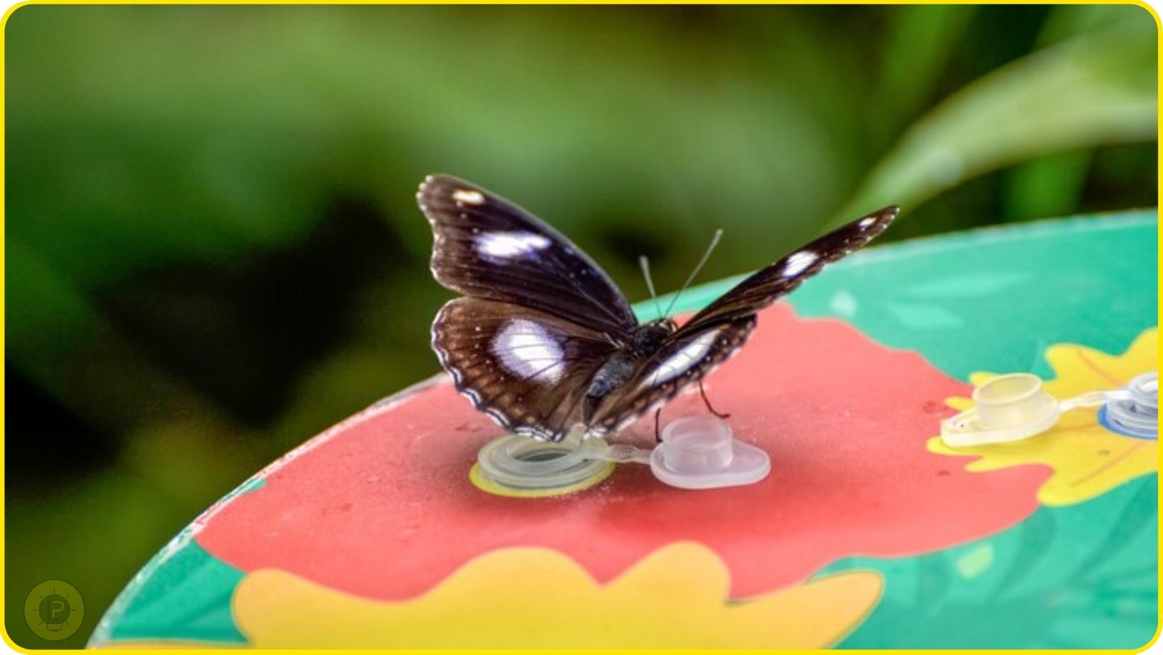 why use butterfly feeders in the garden